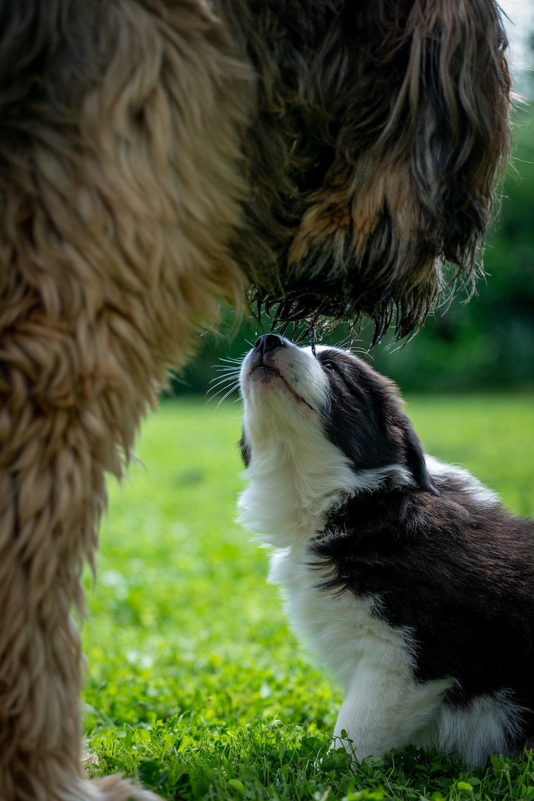 bear-und-jona